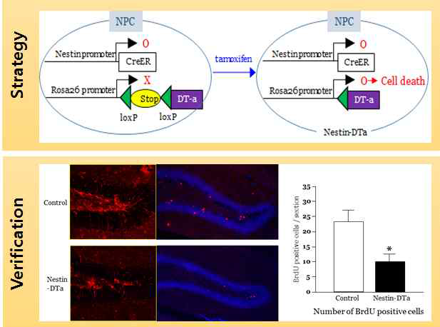 신경줄기세포 선택적 사멸 동물모델 개발 및 검증