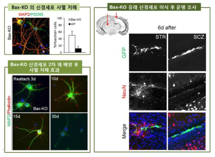 세포사멸 억제 동물모델에서의 세포 사멸 기전 연구