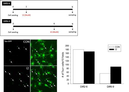 I-2처치에 의한 신경세포 생존 및 분화 연구