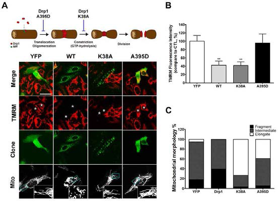 Drp1과 Drp1돌연변이에 의한 미토콘드리아 형태 및 막전위 분석