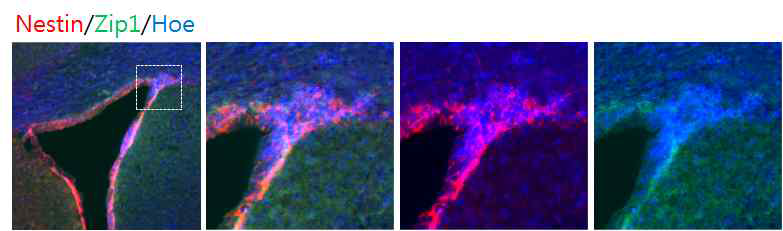 성체신경줄기세포 존재지역 내 Zip1단백질 발현