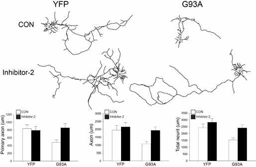 SOD1 G93A에 의해 유도되는 신경돌기 변성에 대한 In2효과