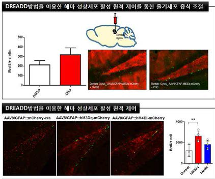 DREADD방법을 이용한 해마 성상세포 활성 제어를 통한 줄기세포 증식 조절