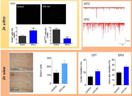 광유전학적 방법을 이용한 신경줄기세포 분열 조절 기법 개발