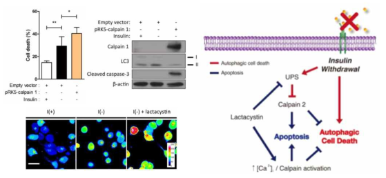 Calpain2 활성과 칼슘농도의 증가로 인한 오토파지 억제와 apoptosis 유도를 관찰