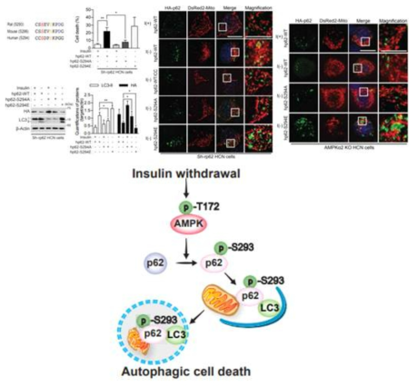 인슐린이 결핍된 성체해마신경줄기세포에서 AMPK의 하위 조절 단백질인 p62의 새로운 인산화 사이트 관찰