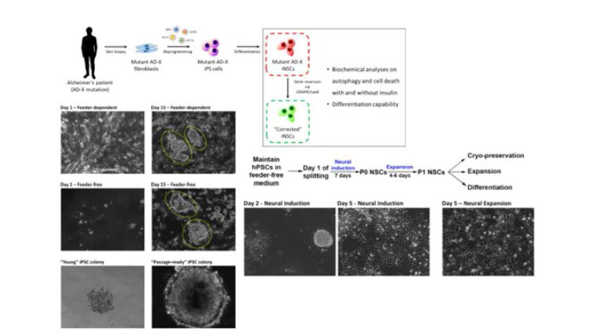 Mutant AD-X iNSCs의 변이가 교정된 인간 성체해마신경줄기세포 제작 과정