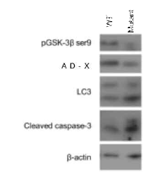 Mutant AD-X iNSCs의 변이가 교정된 인간 성체해마신경줄기세포 제작 과정