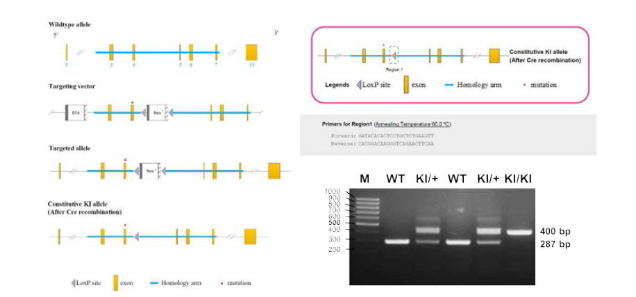 Mutant AD-X iNSCs의 변이가 교정된 knock-in 마우스 제작 과정