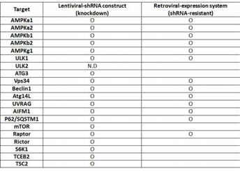 연구과정에서 구축한 AMPK/mTORC1 에너지 신호 전달계 및 Autophagy machinery protein 타겟 Knockdown lentiviral shRNA system과 shRNA-resistant retroviral gene expression system list