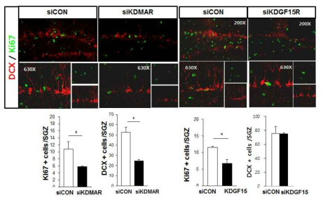 KDMAR, KDGF 수용체 knock down에의한 증식 감소
