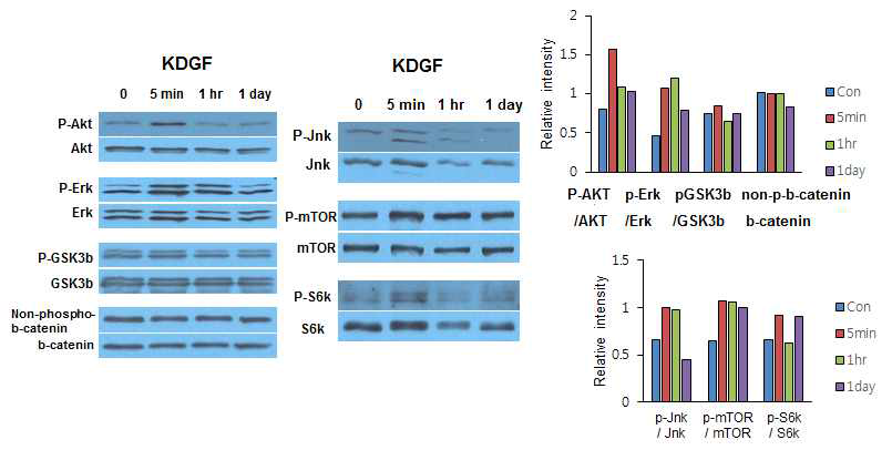 NSC에 KDGF 처리 후 5분, 1시간, 1일 후 신호전달 단백질의 인산화 변화