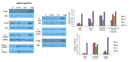 brain vascular pericytes에 KDGF 처리후 5분, 1시간, 1일 후 신호전달 단백질의 인산화 변화