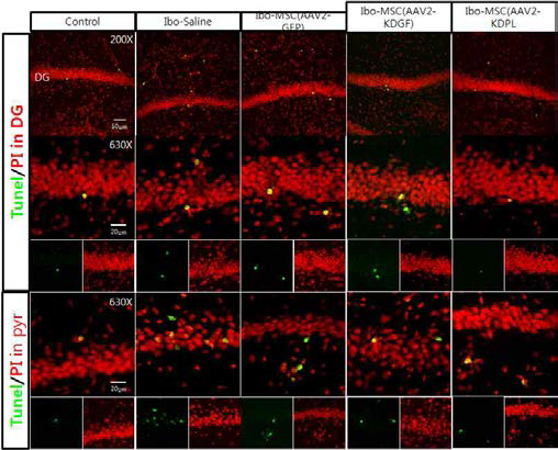 기억손상모델에서 KDGF, KDPL에의한 TUNEL+cell 감소 (6주)