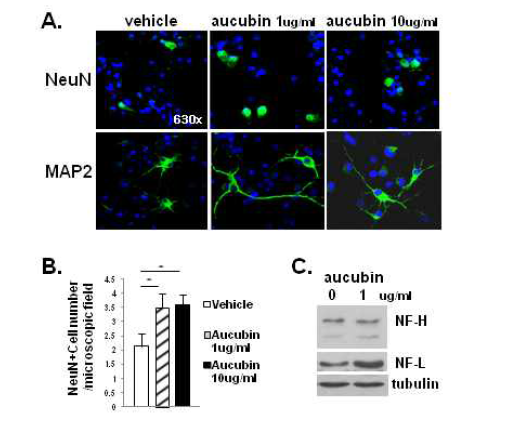 ACB은 1 ug/ml로 신경줄기세포 배양에 처리하면 신경세포로의 분화가 증가하여 신경세포 표지자인 NeuN, MAP2, Neurofilament등의 발현이 증가함