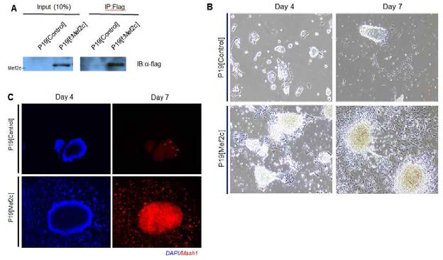Mef2c의 과발현에 의한 신경세포 분화의 변화 양상