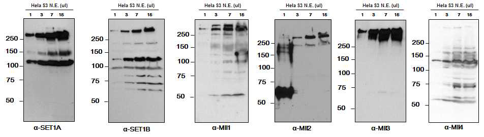 6종의 인간세포 H3K4 메틸화 효소를 특이적으로 인식하는 polyclonal 항체 제작 및 검증