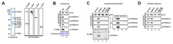 Set1 복합체의 순수 분리 및 H3K4 메틸화 효소 활성 분석