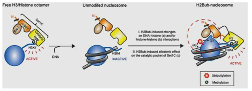 히스톤 H2B 유비퀴틴화에 의한 H3K4 메틸화효소의 활성화 분자기전