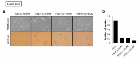 PTEN 유전자 발현 억제의 농도 의존적인 암세포 노화 현상을 인간 뇌종양세포 LN229에서 관찰 (a) 세포노화특이적 베타 갈락토시다아제 활성도 관찰 (b) 세포 증식율 관찰