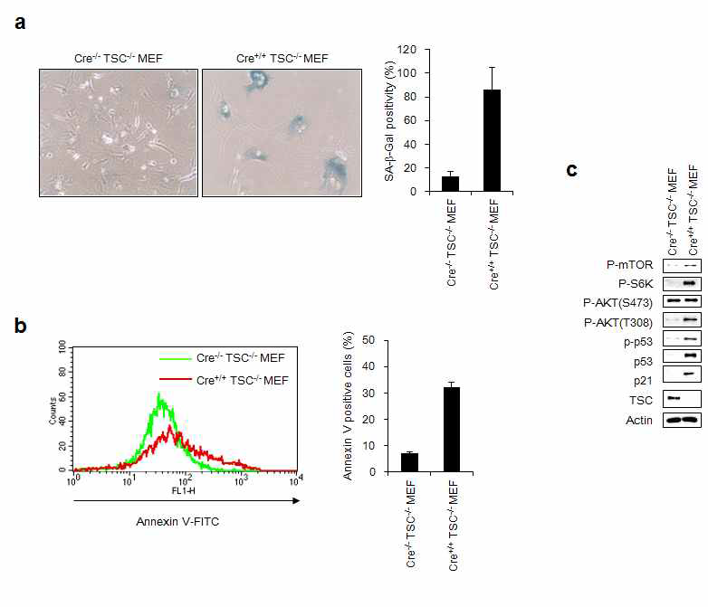 TSC 유전자 발현이 결여된 넉아웃 생쥐 MEF의 형태학적 관찰 (a) 세포 노화가 유도됨을 세포노화 특이적 베타갈락토시다아제 활성도로 관찰 (b) 세포사멸정도를 관찰 (c) 웨스턴 블롯으로 신호전달 단백질 관찰