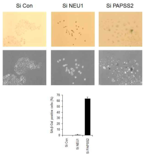 NEU1 siRNA 처리에 의한 유방암세포 (MCF7)의 노화 유도 확인을 노화연관베타갈락토시다제 분석법으로 확인한 결과