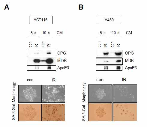결장암 HCT116, 폐암 H460 세포에서 방사선 조사 노화된 암세포의 분비체 중 OPG, MDK, ApoE3 증가를 웨스턴블랏팅으로 관찰