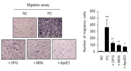 방사선유도 노화 암세포 분비체에서 증가가 확인된 OPG, MDK, ApoE3 단백질을 처리한 유방암 세포(MDA-MB-231)에서 이동성이 증가됨
