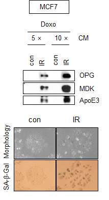 유방암세포주(MCF7)에서 Doxorubicin (50ng/ml) 처리 후 노화가 유도된 암세포를 확인하고 노화된 암세포의 분비체 중 OPG, MDK, ApoE3 증가를 웨스턴블랏팅으로 관찰