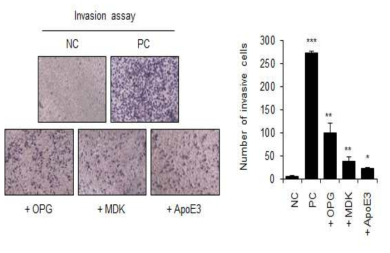사선유도 노화 암세포 분비체에서 증가가 확인된 OPG, MK, ApoE3 단백질을 처리한 유방암 세포(MDA-MB-231)에서 침윤성이 증가됨