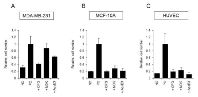 OPG, MDK, ApoE3 단백질에 의해 유방암 세포(MDA-MB-231)와 정상유선세포(MCF-10A), 혈관내피세포(HUVEC)의 세포증식율 관찰