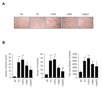 OPG, MK, ApoE3 단백질에 의해 혈관내피세포 (HUVEC)의 혈관형성능 증가