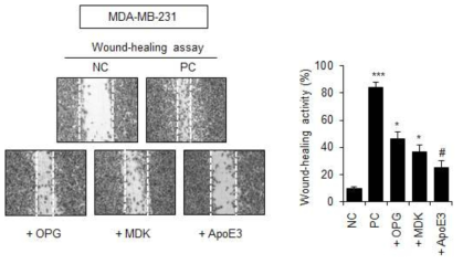 유방암 세포(MDA-MB-231)에서 OPG, MDK, ApoE3 단백질에 의해 wound-healing 효과가 증가
