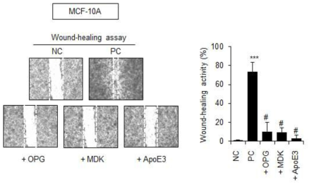 정상유선세포(MCF10A)에서 OPG, MDK, ApoE3 단백질에 의해 wound-healing 효과가 거의 변화 없음