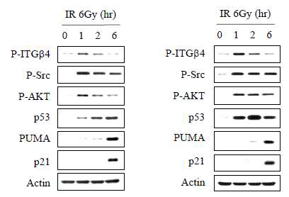 다양한 암세포주에 방사선에 의한 암노화를 유도한 후 ITGB4와 연관 하위단백질 Src, AKT의 인산화 및 p53과 타겟 단백질 PUMA, p21의 발현을 웨스턴 블롯으로 확인한 결과. 인간 폐암 세포주 A549(좌) 및 유방암 세포주 MCF7(우)