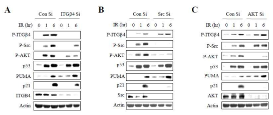 ITGB4 (A) 및 연관 하위신호전달 단백질 Src (B), AKT (C)의 siRNA를 A549 세포에 주입하여 억제한 후 방사선 유도 암노화의 신호전달 체계를 분석한 결과