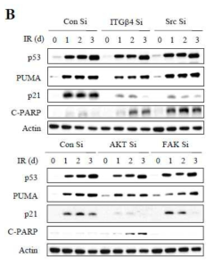 ITGB4 및 연관 하위신호전달 단백질 Src, AKT, FAK의 siRNA를 A549 세포에 주입하여 억제한 후 방사선 유도 암노화시 노화관련 단백질 p53 및 p53의 타겟 단백질 PUMA, p21 발현을 웨스턴 블롯으로 확인