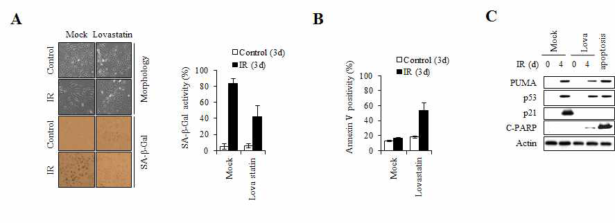 세포막의 Lipid raft 구성요소인 cholesterol의 합성을 억제하는 Lovastatin을 처리한 후 방사선 유도 암노화변화를 세포노화특이적 베타갈락토시다아제 활성화(A), Annexin V 염색법(B) 및 웨스턴 블롯(C)으로 확인한 결과