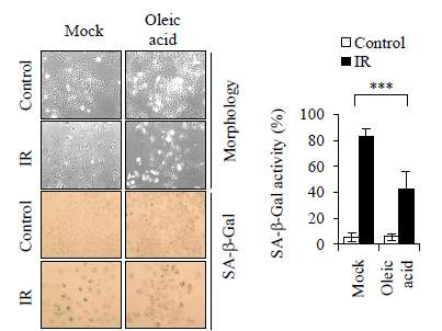 세포막의 유동성을 증가시키는 Oleic acid를 A549 세포에 처리한 후 방사선 유도 암노화의 변화를 세포노화특이적 베타갈락토시다아제 활성화를 측정하여 관찰함