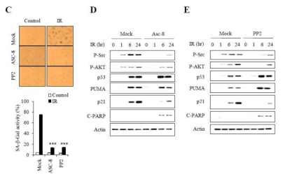 ITGB4 활성화 억제제 ASC-8 및 Src 활성화 억제제를 A549 세포에 처리한 후 방사선 유도 암노화의 변화를 세포노화특이적 베타갈락토시다아제 활성화(A) 및 웨스턴블롯(B,C)으로 확인한 결과