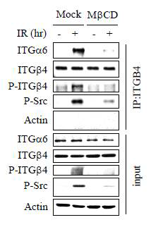 방사선에 의해 ITGB4와 ITGA6의 dimerization이 증가됨을 면역침전법으로 확인한 결과