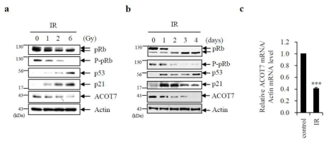 MCF-7 세포에서 다양한 방사선 조사량 또는 방사선 조사 후 시간에 따른 ACOT7 발현 변화량 조사 (a) MCF-7 세포에 방사선 조사량 세기를 높이거나 (b) 방사선 조사 (6 Gy) 후 시간이 지날수록 ACOT7의 단백질 발현이 감소함이 관찰됨. (c) qRT-PCR 측정결과, 방사선 조사 후 MCF-7 세포에서 ACOT7의 mRNA 발현이 감소함