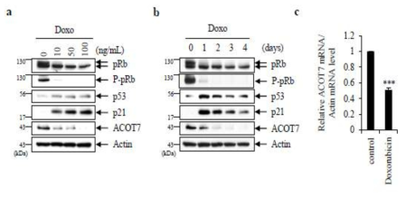 MCF-7 세포에서 doxorubicin 농도별 또는 doxorubicin 처리 후 시간에 따른 ACOT7 발현 변화량 조사 (a) MCF-7 세포에 doxorubicin 농도를 높이거나 (b) doxorubicin 처리 후 시간이 지날수록 ACOT7 의 단백질 발현이 감소함이 관찰됨. (c) qRT-PCR 측정결과, doxorubicin 처리 후 MCF-7 세포에서 ACOT7 의 mRNA 발현이 감소함