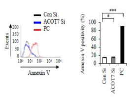 ACOT7 유전자 발현 억제 후 세포사멸 마커인 Annexin V 를 측정함