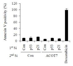 ACOT7 과 p53 또는 p21 siRNA 처리하였을 때도 세포사멸이 일어나지 않음을 FACS 로 Annexin V를 측정함으로 확인