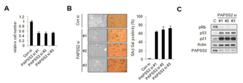 PAPSS2 유전자 발현 억제를 통한 세포노화의 유도가 siRNA 의 off-target 효과가 아님을 검증. (A) 세포 증식율 (B) 노화특이적 세포형태, 베타갈락토시다아제 염색과 이의 정량적 분석 결과 (C) 세포노화지표의 변화를 웨스턴 블랏팅으로 관찰