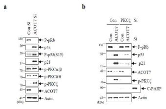 ACOT7 감소에 의한 세포주기 억제에 PKCζ가 직접적으로 관여한다는 것을 확인 (a) ACOT7 유전자 발현 억제 시 여러 PKC subtype 중 PKCζ의 인산화가 증가되는 것을 웨스턴 블랏으로 확인 (b) ACOT7 감소에 의한 p53-p21 활성화에 PKCζ 이 직접적으로 매개함을 확인함