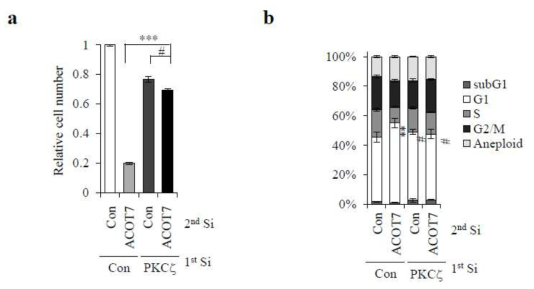 ACOT7 감소에 의한 세포증식률 감소가 PKCζ 에 의해 조절됨을 확인 (a) 세포수 측정 (b) 세포주기 측정을 통하여 확인