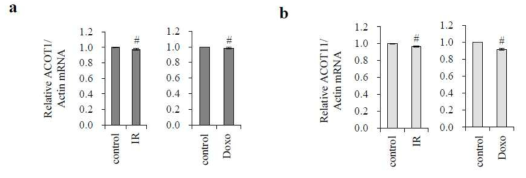 ACOT family 의 동형 단백질 중 방사선 또는 doxorubicin에 의해 mRNA 발현양이 조절됨을 확인 (a) ACOT1 (b) ACOT11 의 mRNA 발현을 측정