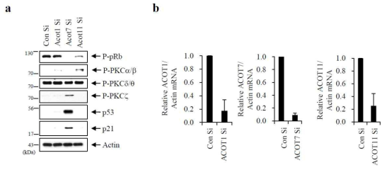 ACOT1 과 ACOT11 은 PKC-p53-p21 활성화에 영향을 미치지 않음 (a) ACOT1과 ACOT11의 유전자 발현 억제 후 PKC와 p53-p21 활성을 웨스턴 블랏으로 확인 (b) 각각의 mRNA 발현을 측정하여 유전자 발현 억제됨을 확인